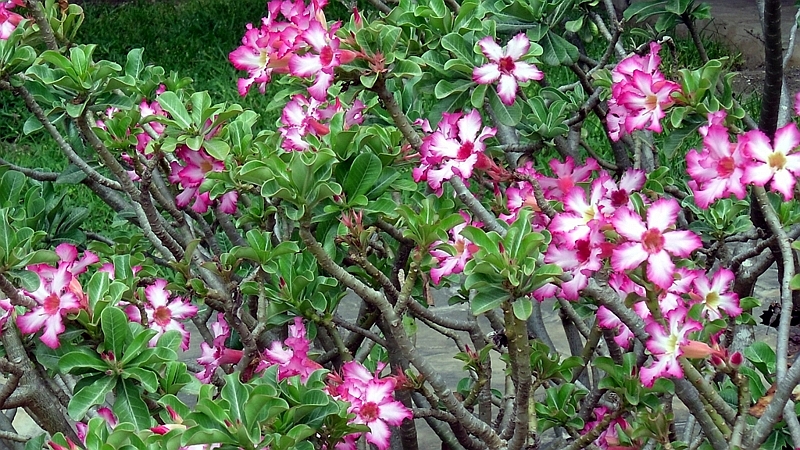 Rosa del deserto (Adenium multiflorum)