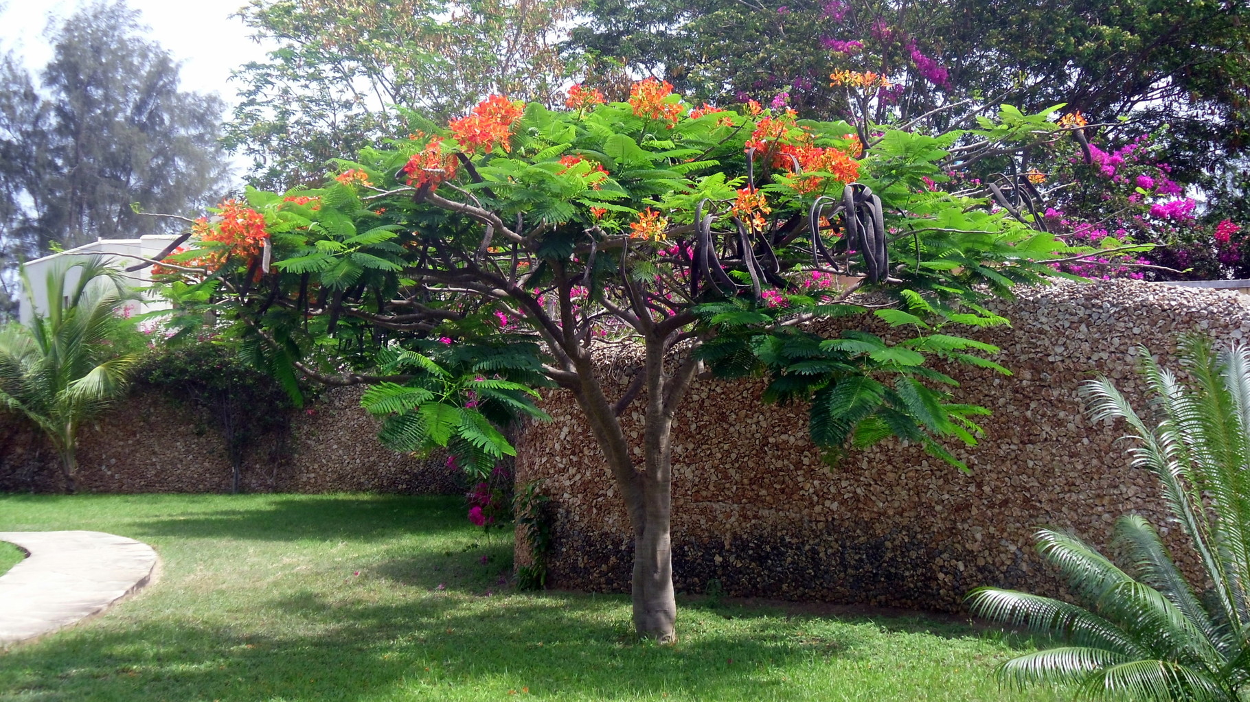 Piante e Fiori nella Tembo Court - Kenya Vacanze