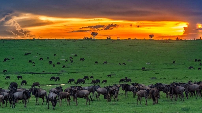 Kenya. Masai Mara Reserve