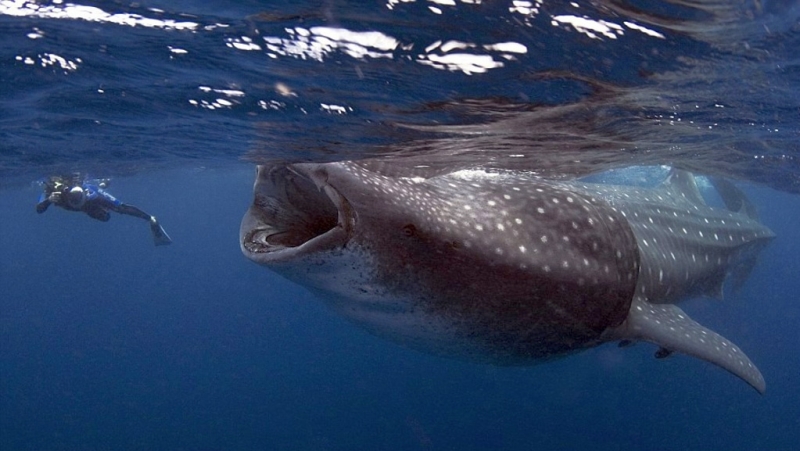 Kenya. Immersioni con lo squalo balena