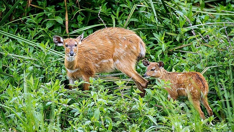 Sitatunga. Saiwa Swamp National Park