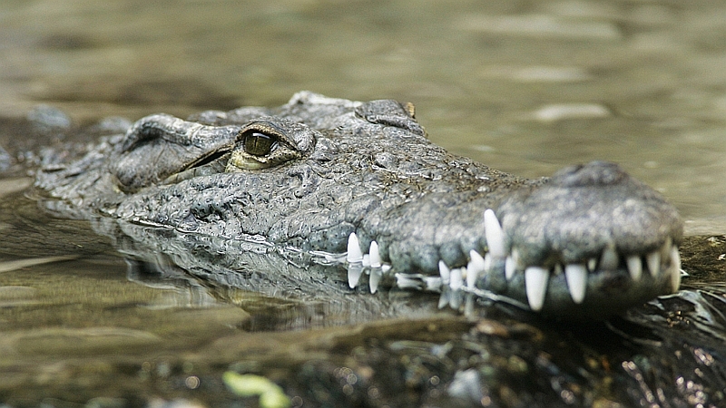 Kenya. Coccodrillo del Nilo - Nile crocodile(Crocodylus niloticus)