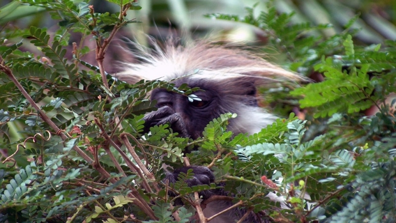 Kenya. Còbolo orientale in bianco e nero - Eastern Black & White Colobus (Colobus Guereza)