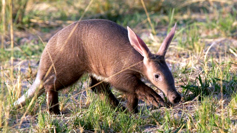 Kenya. Oritteropo - Aardvark (Orycteropus afer)