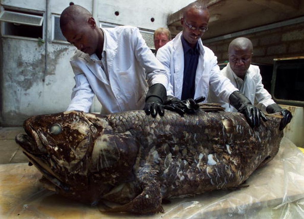 Membri del Museo Nazionale del Kenya mostrano un celacanto. 