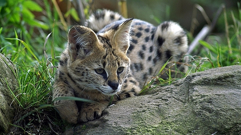 Kenya. Servalo - Serval (Leptailurus serval)