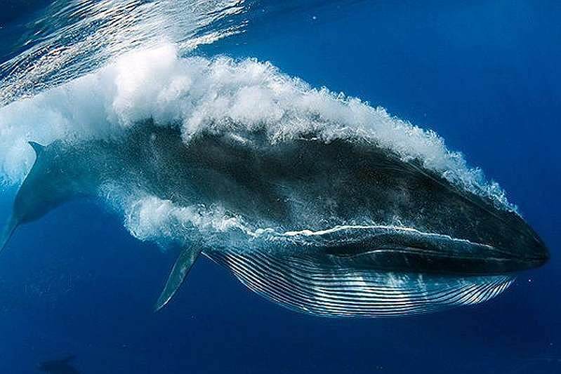 Balenottera di Eden (Balaenoptera edeni)