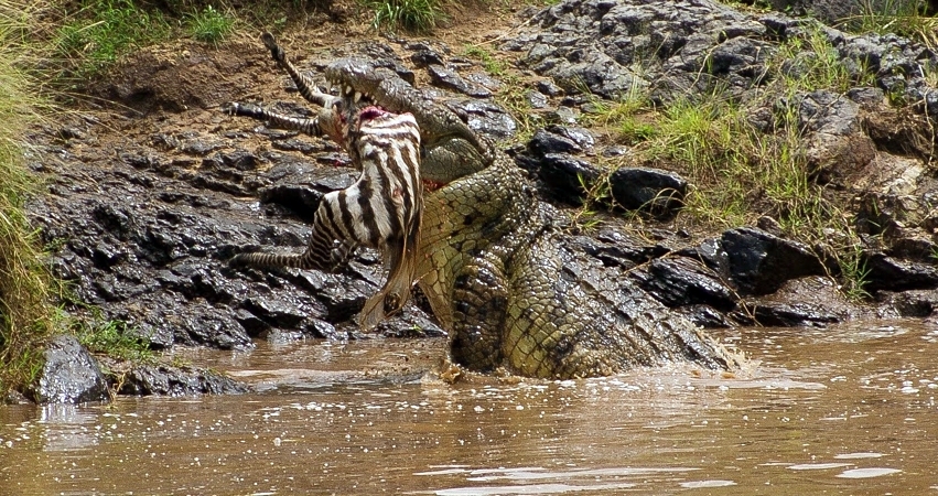 Kenya. Masai Mara Safari
