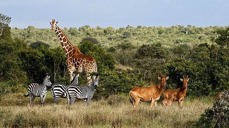 Laikipia Plateau