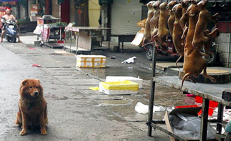 Festival di Yulin, Cina 