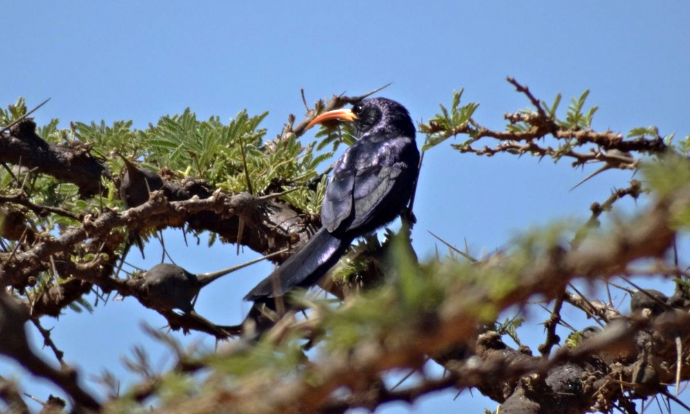 Uccello dal becco a scimitarra d’Abissinia - AbyssinianScimitarbill - (Rhinopomastus minor)