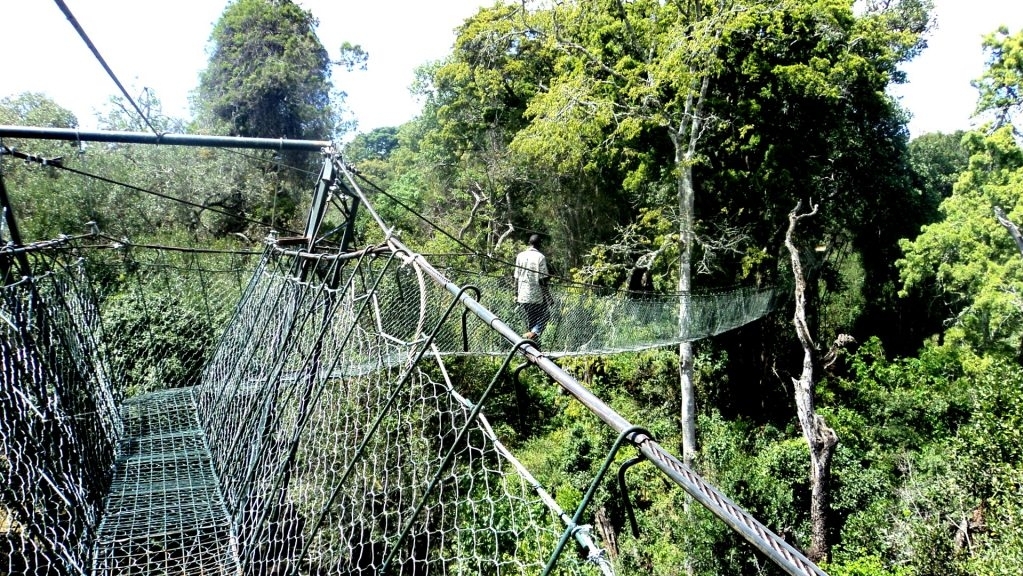 Ngare Ndare Forest Canopy Bridge