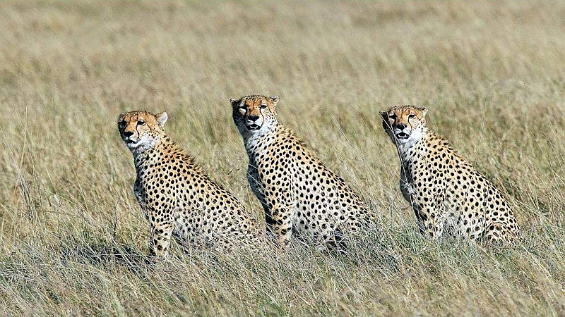 Ghepardi. Riserva Nazionale Masai Mara