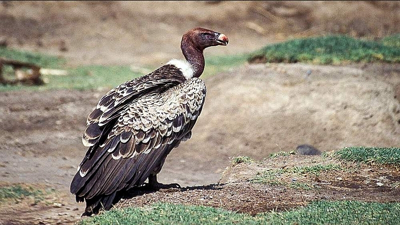 Grifone di Ruppell. Parco Nazionale Marsabit