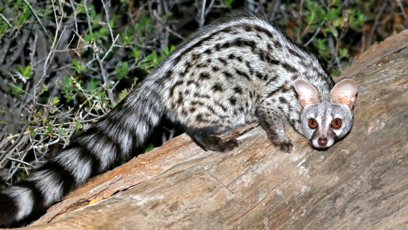 Kenya. Genetta - Genet (Genetta genetta)