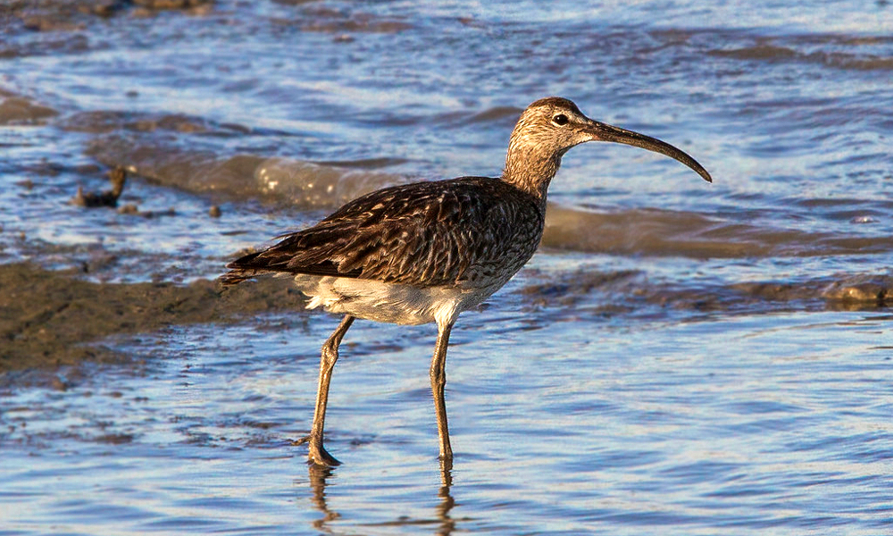 Chiurlo piccolo - Whimbrel - (Numenius phaeopus)