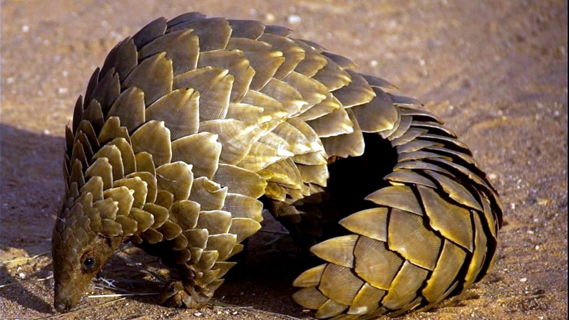 Pangolino gigante (Manis gigantea)