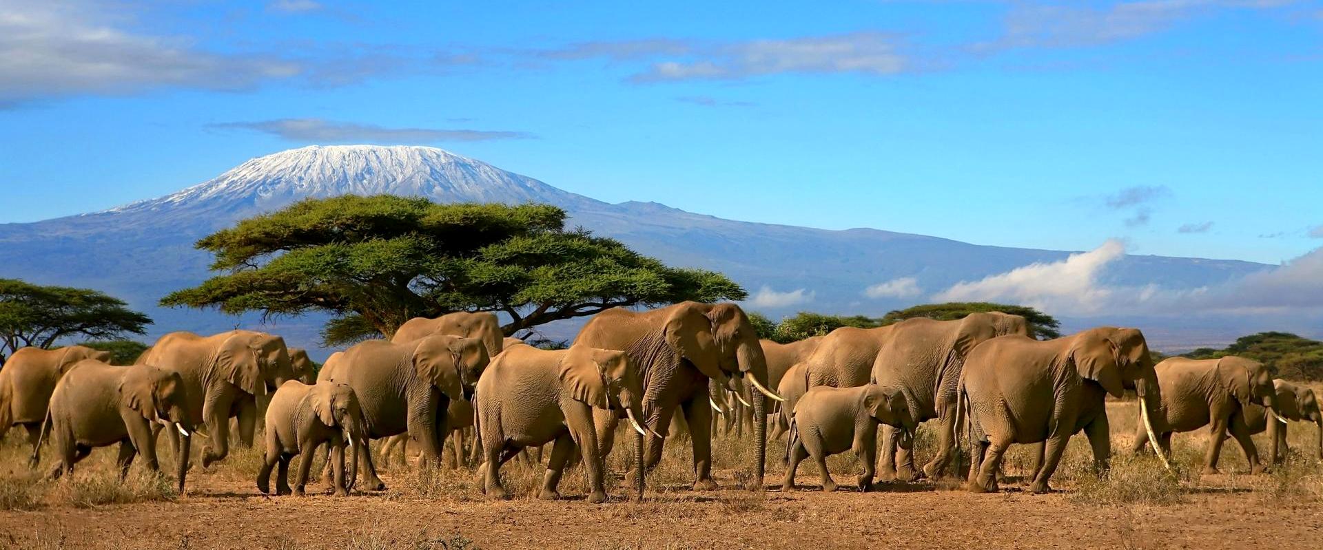 Elefante africano - Kenya Vacanze