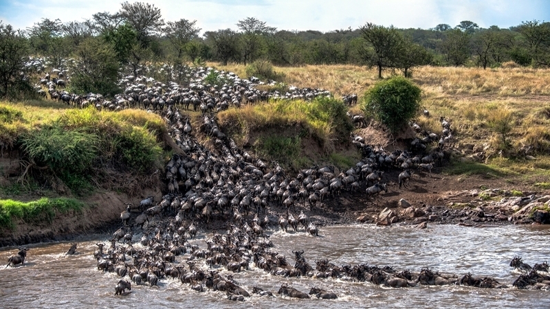 Kenya. Gnu attraversano il fiume Mara
