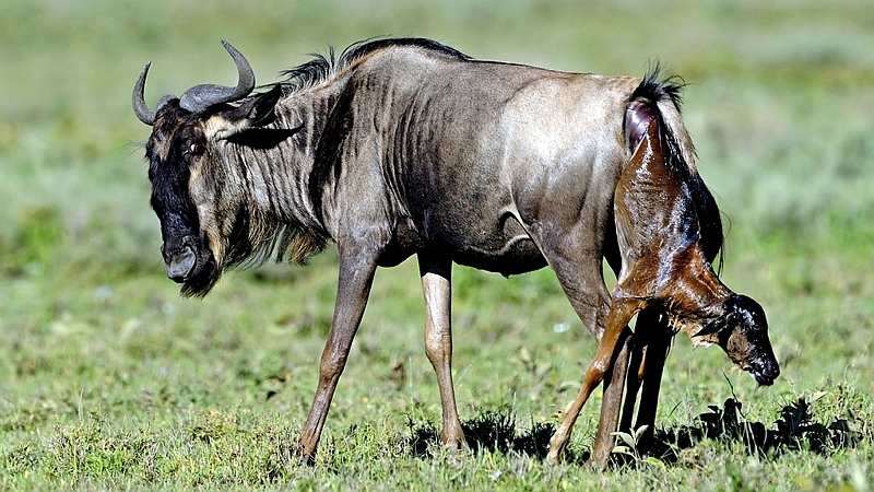 Kenya. Gnu partorisce una nuova vita
