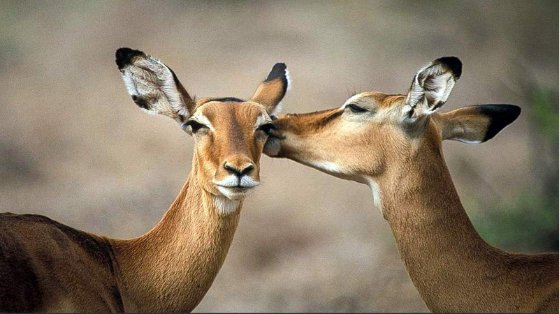 Impala. Riserva Nazionale Samburu