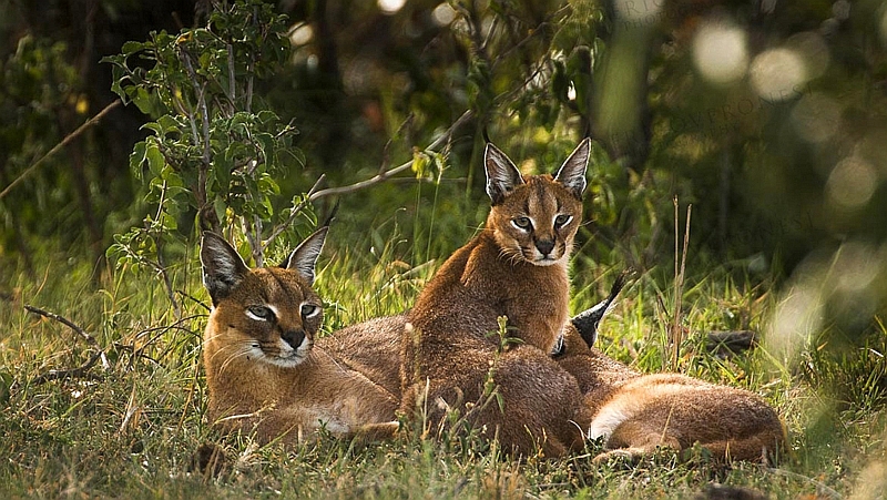 Kenya. Caracal (Caracal caracal)