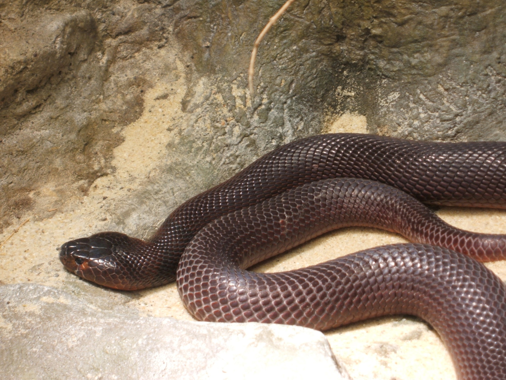 Cobra sputatore rosso (naja pallida)