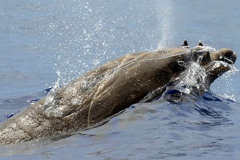 Balena dal becco di De Blainville (Mesoplodon densirostris)