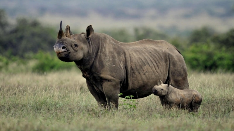 Kenya. Rinoceronti al Nakuru Park