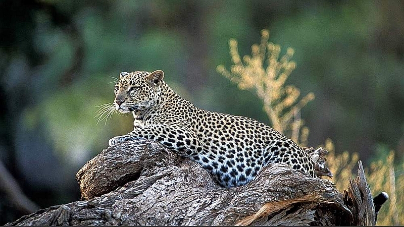 Leopardo. Riserva Nazionale Samburu
