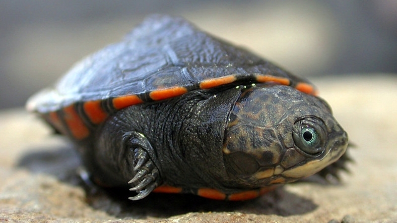 Tartaruga di fango del lago Turkana (Pelusios broadleyi)