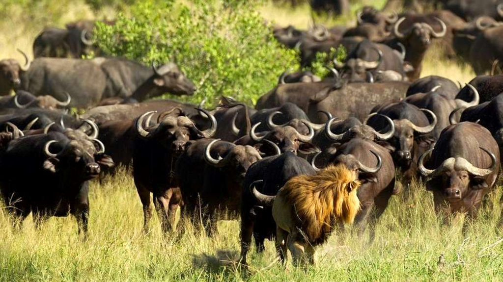 Bufali rincorrono leone