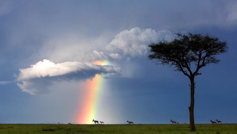 Kenya. Un momento fortunato nel Masai Mara