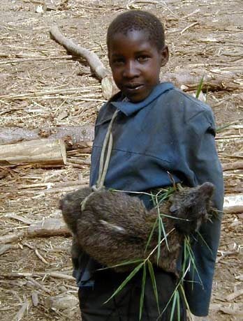 Ragazzo Ogiek con una cattura fortunata: ...un hyrax 