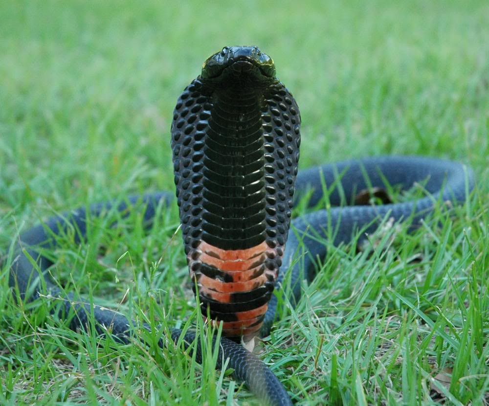 Cobra sputatore dal collo nero (naja nigricollis)