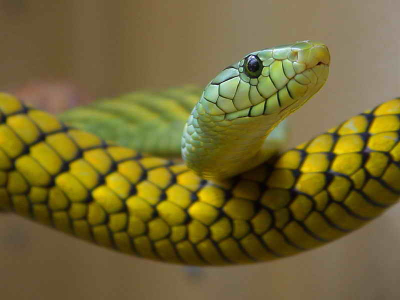 Mamba verde di Jameson (dendroaspis jamesoni)