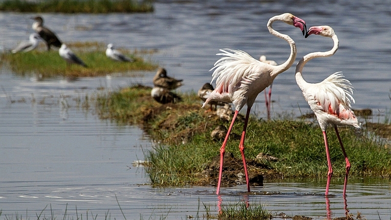 Kenya. Fenicotteri rosa