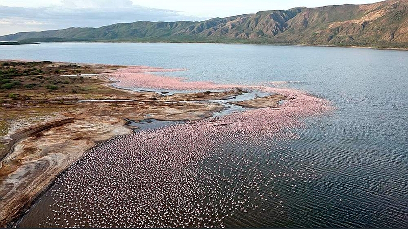 Fenicotteri. Lago Bogoria