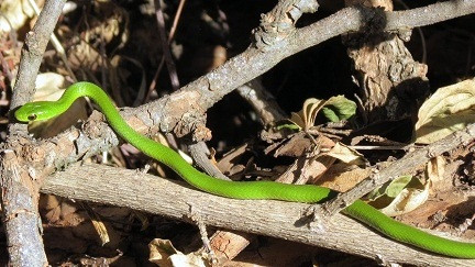 Battersby's Green Snake (Philothamnus battersbyi) o serpente verde di Battersby