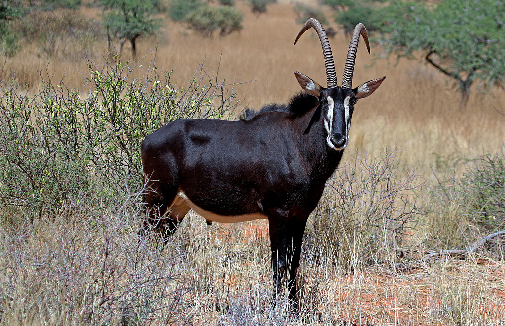 Sable antelope (Hippotragus niger niger) adult male - South Africa