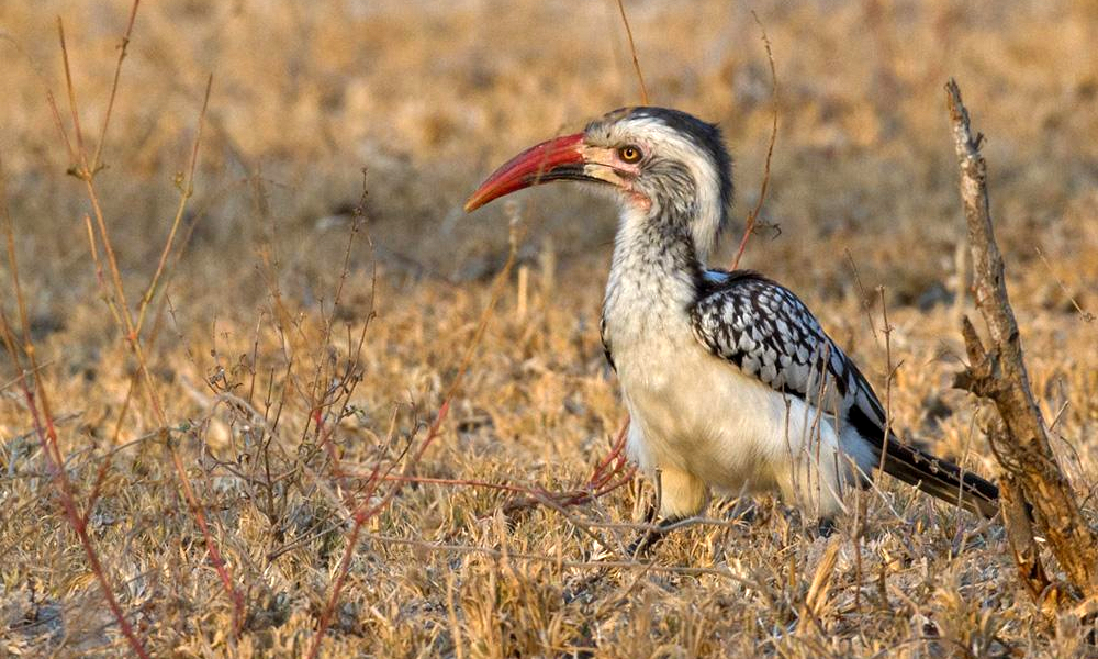 Bucero beccorosso settentrionale - Red-billed Hornbill - (Tockus erythrorhynchus)