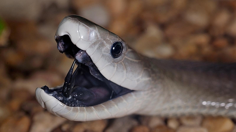 Kenya. Mamba nero - Black Mamba (Dendroaspis polylepis)