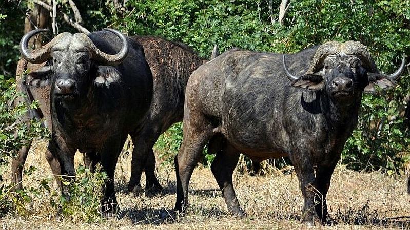 Kenya. Bufalo africano - Buffalo (Syncerus caffer)