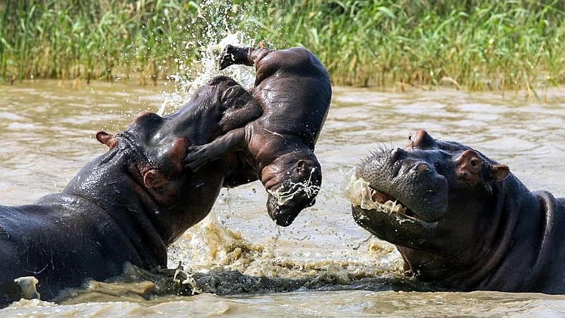 Kenya. Femmina di ippopotamo cerca di difendere il suo piccolo da un maschio adulto della sua stessa specie