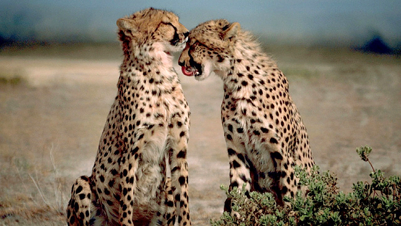 Kenya. Ghepardi - Cheetahs (Acinonyx jubatus)