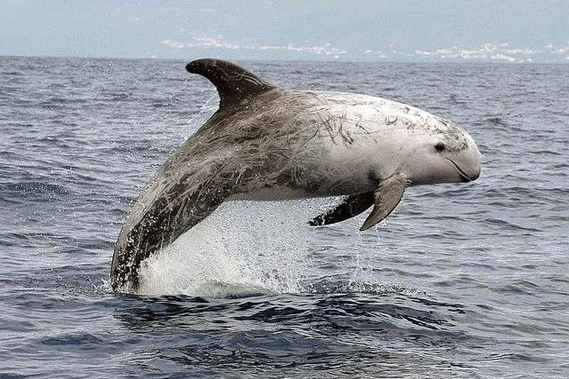 Il delfino di Risso (Grampus griseus)