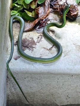 Battersby's Green Snake (Philothamnus battersbyi) o serpente verde di Battersby