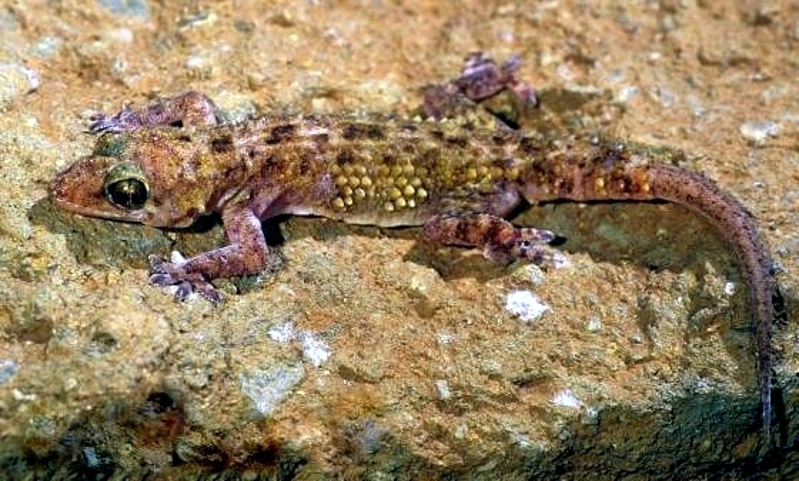 Geco a foglia larga (Hemidactylus macropholis)