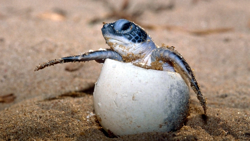 Kenya. Tartaruga al Lamu Marine Conservation