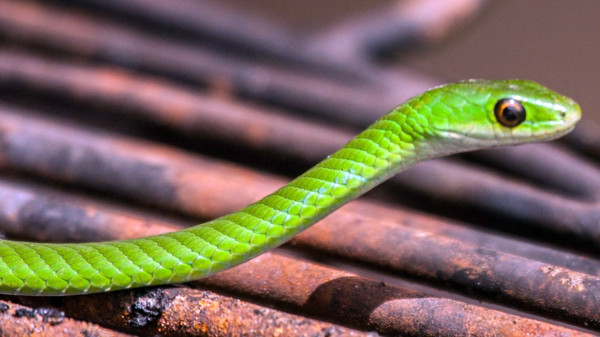 Battersby's Green Snake (Philothamnus battersbyi) o serpente verde di Battersby